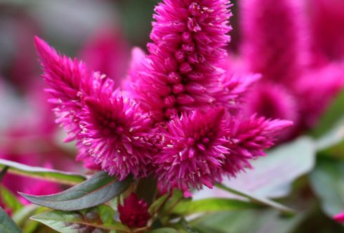 Celosia